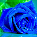 Blue Rose Live Wallpaper