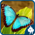 Butterfly Jigsaw Puzzle