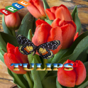 Tulips Ideas