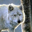 white wolf wallpapers