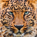 Leopardo De Oro De LWP