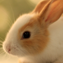 Lwp 귀여운 토끼