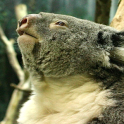 Koala-Bär-Hintergründe