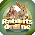 Rabbit Forum