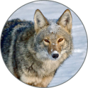 Coyote (Animal) Sounds