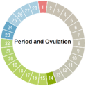 Period and Ovulation