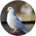 Dove sounds