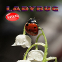 Ladybug Ideas