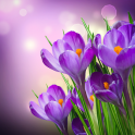 tulipas Live Wallpapers