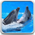 Дельфины Живые Обои
