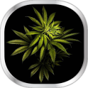 Marijuana Fond D'écran Animé