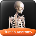 HumanAnatomy-SkeletalSystem