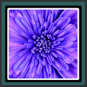 Live Wallpapers Violet Flower