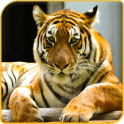 Tiger Wallpapers Offline