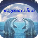 Delfines Imagenes