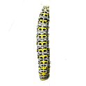 Caterpillar simulator