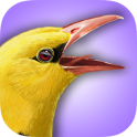 iBird UK Lite Free Bird Guide
