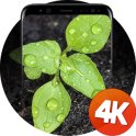 식물 배경 화면 4K