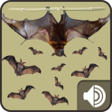 Bat Sounds