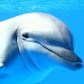 Delfín De LWP
