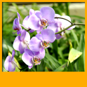 fondos pantalla vivo orquídeas