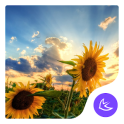 Sunflower Sunshine Beauty -APUS Launcher theme