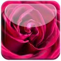 Flores hermosas Rose Live WP