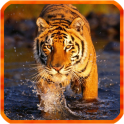Bengal Tiger Live Wallpaper