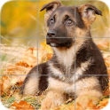 Puppies Puzzle: Shepherd