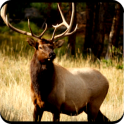 Elk Hunting Calls Free