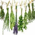 Plantas y Hierbas medicinales