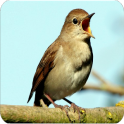 Chirping Bird Nightingale New