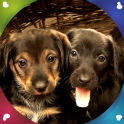 Puppies Live Wallpapers