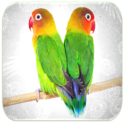 Los pájaros del amor Tonos