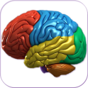 3D Human Brain +