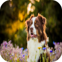 Dog wallpapers
