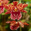 Orquídeas lwp