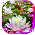 Lotos Lily Water Live wallpaper