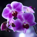 Orchids Live Wallpaper