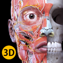 Muskelapparat -3D Anatomie -Lt