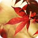 Autumn Maple Live Wallpaper