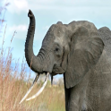 Elephant Klingeltöne
