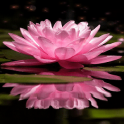 Magical Pink Flower LWP