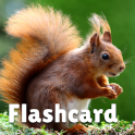 Animal flashcard & sounds for kids & toddlers