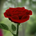 Die Rose 3D