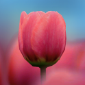3D Tulip Live Wallpaper
