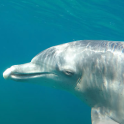 delfines nadando bajo el agua