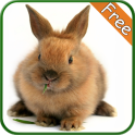 Rabbit+ Free