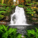 Forest Waterfall LWP