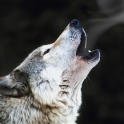 Smoking wolf Atom theme